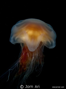 Lion's mane jellyfish (Cyanea capillata)
Shot on 34m in ... by Jorn Ari 